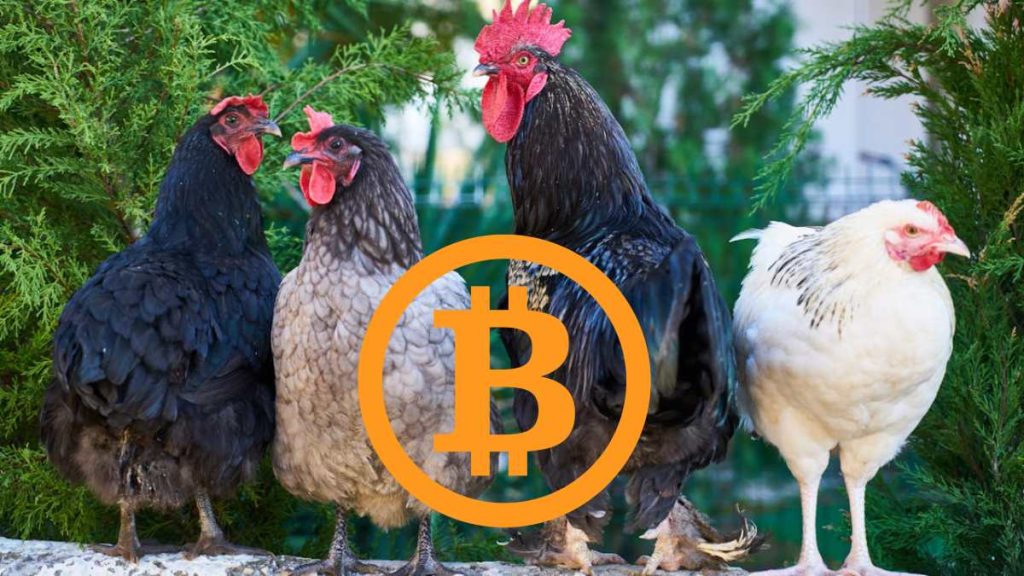 btc-roosters.jpg