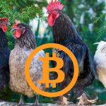 btc-roosters.jpg