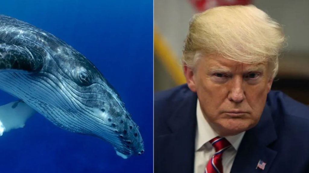 trump-whale.jpg