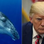 trump-whale.jpg