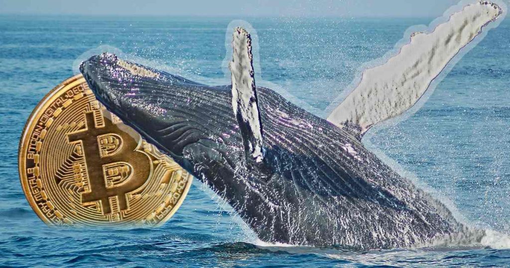 bitcoin-whale.jpg